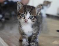 ANNESİZ YAVRU KEDİLERE BELEDİYE UMUT OLDU.